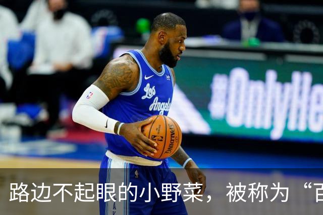 路边不起眼的小野菜，被称为“百菜之主”，易种易活，盆栽也爆盆